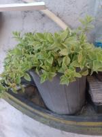 با سلام  گل فروشی 