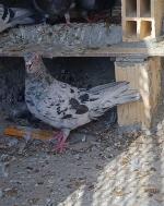 کفتر فروشی درجه یک