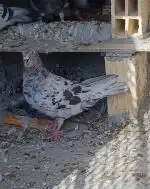 سلام کفتر سار فروشی